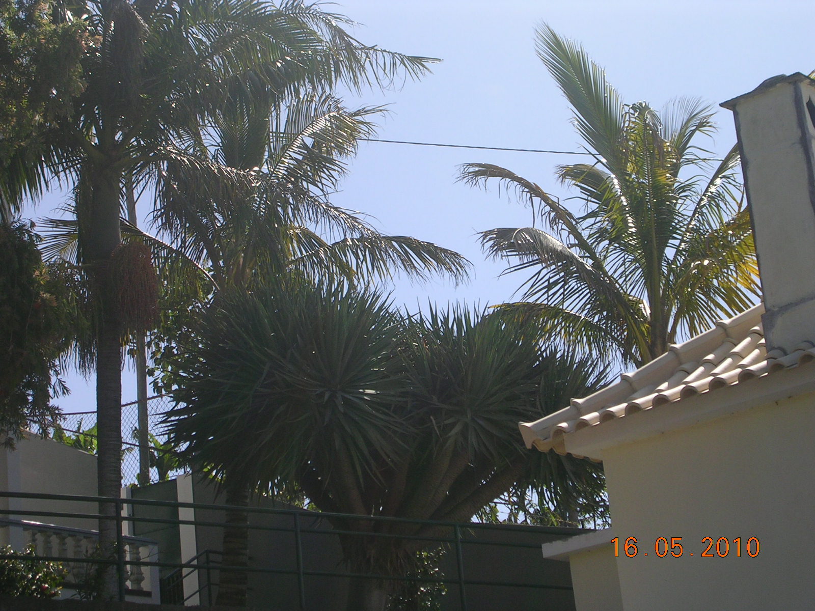 the WERTH coconut distribution map of 1933 puts BERMUDA..... DISCUSSING PALM TREES WORLDWIDE